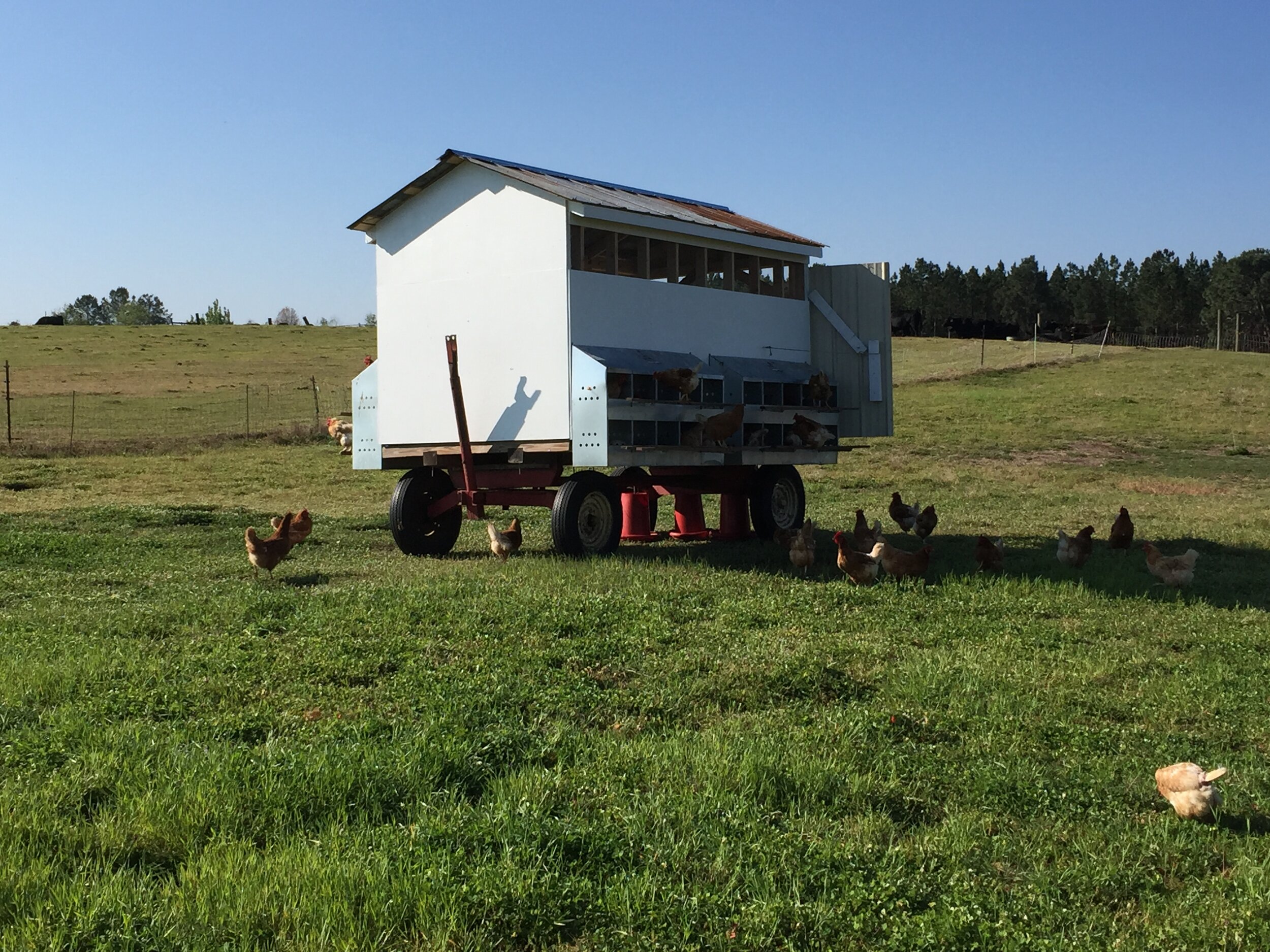 vesterfield+georgia+-+IMG_2060 Mobile chicken coop on wheels in a grassy field with free-range chickens foraging nearby under a clear blue sky.