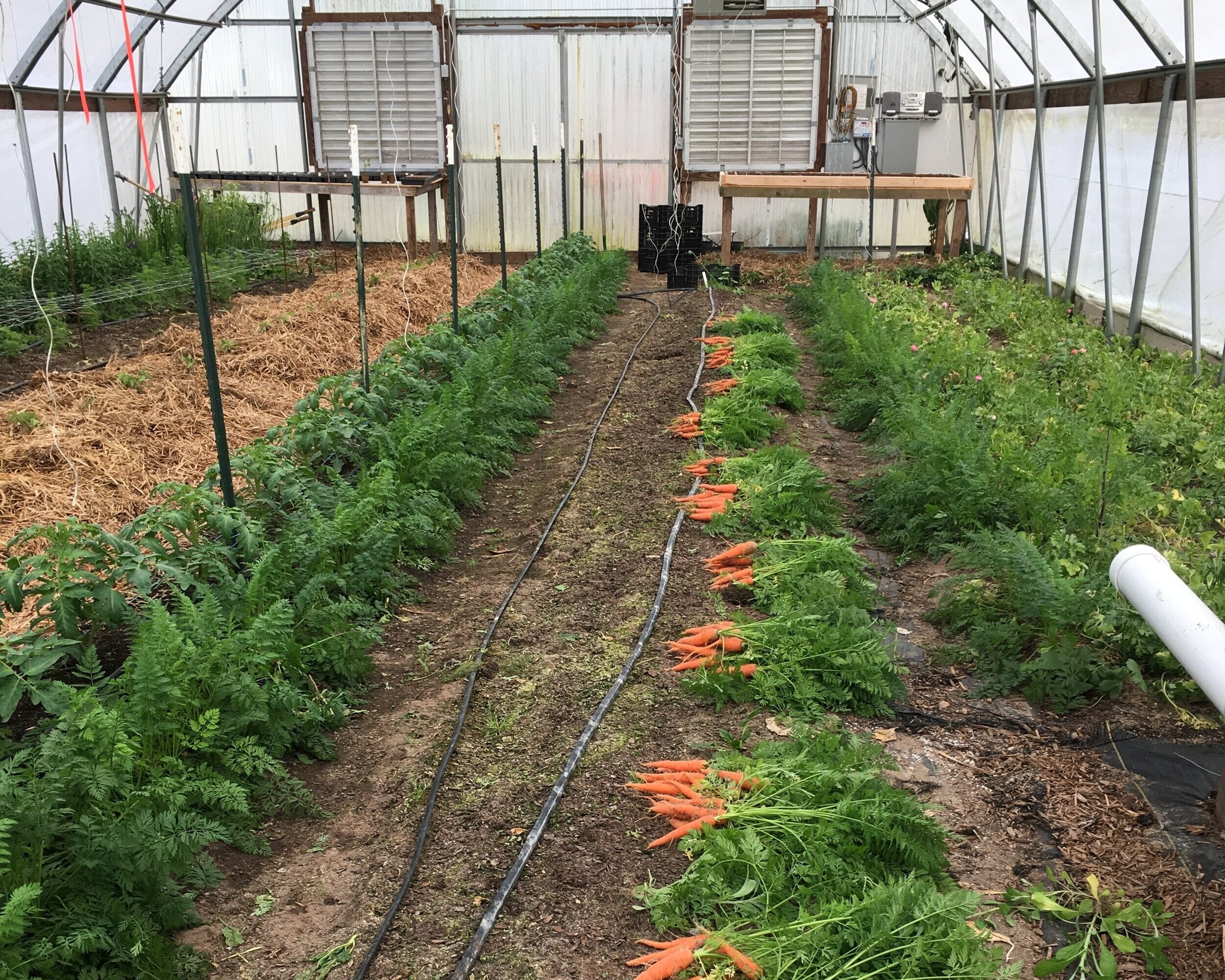 vesterfield+georgia+-+IMG_2076+2 Inside a greenhouse, rows of vibrant green carrot foliage and freshly harvested orange carrots are visible. The greenhouse features a ventilation system and drip irrigation setup, with straw mulch on one side and healthy plants growing on both sides of the narrow pathways.
